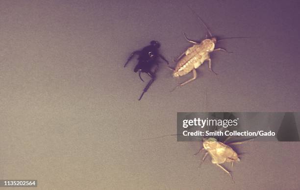 Photograph of the genetic mutations of the American cockroaches , 1972. Image courtesy Centers for Disease Control and Prevention / Andrew J. Brooks.