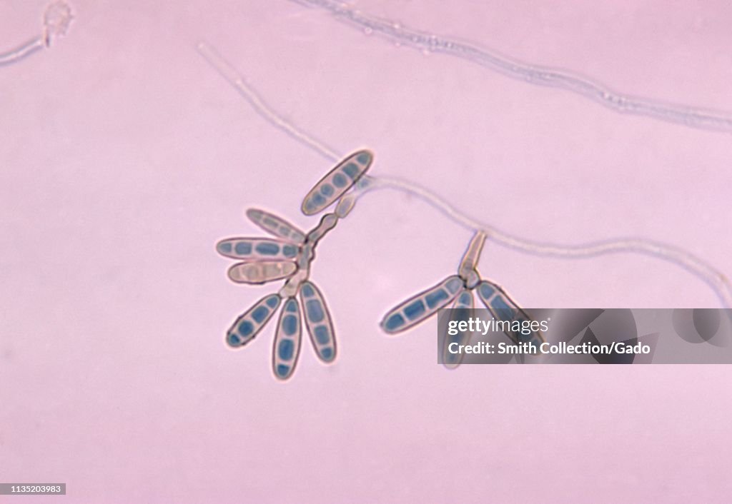 Helminthosporium