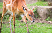 Baby sitatunga antelope