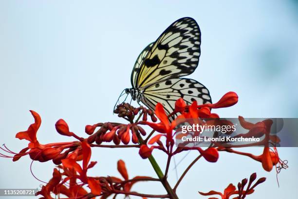 malabar tree nymph (idea malabarica) butterfly - malabarica stock pictures, royalty-free photos & images