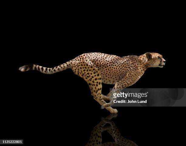 sprinting cheetah on black background - cheetah foto e immagini stock