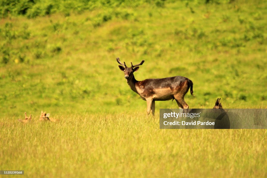 Fallow Deer (Dama dama)