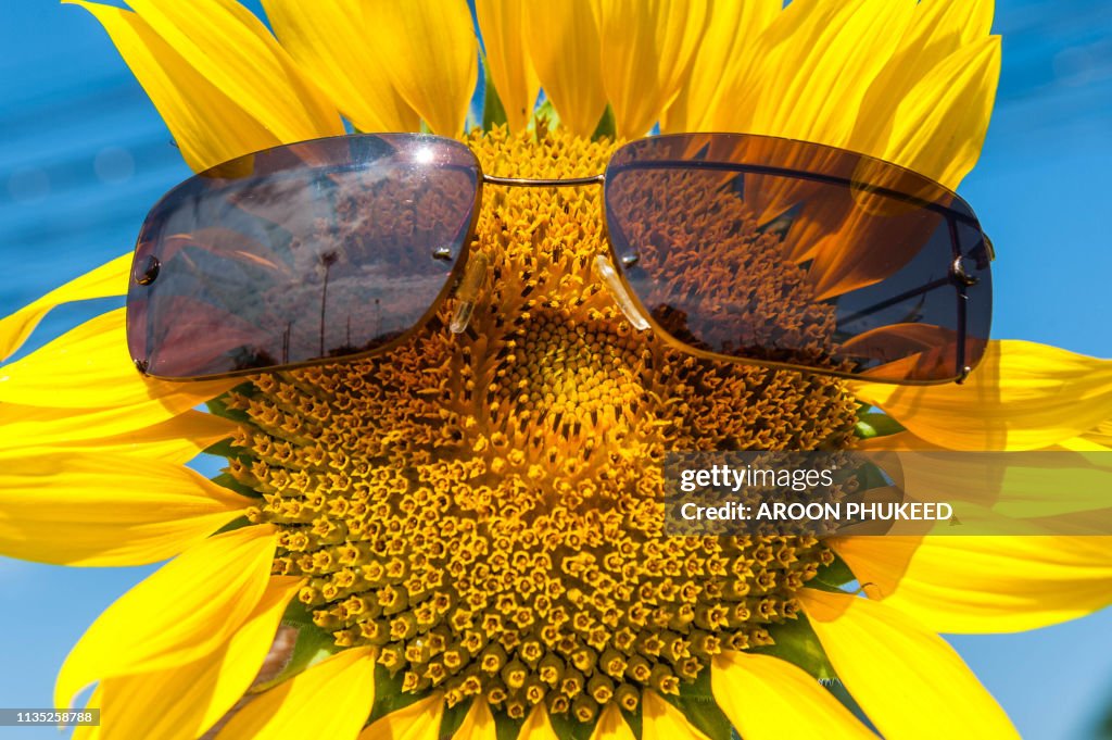 Cute sunflower ware glasses