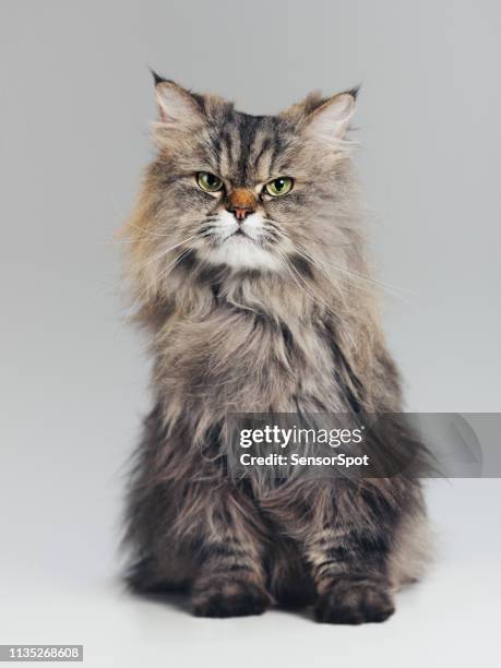 studio porträtt av renrasiga persiska katt tittar på kamera med attityd - sibirisk katt bildbanksfoton och bilder