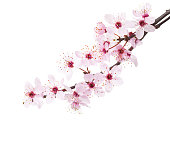 Branches of Sakura isolated on white background.