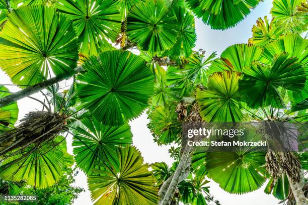 fan palms, tropical queensland, australia. - mission beach queensland stockfoto's en -beelden