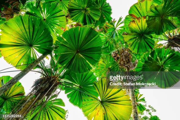 fan palms, tropical queensland, australia. - fan palm tree stock-fotos und bilder