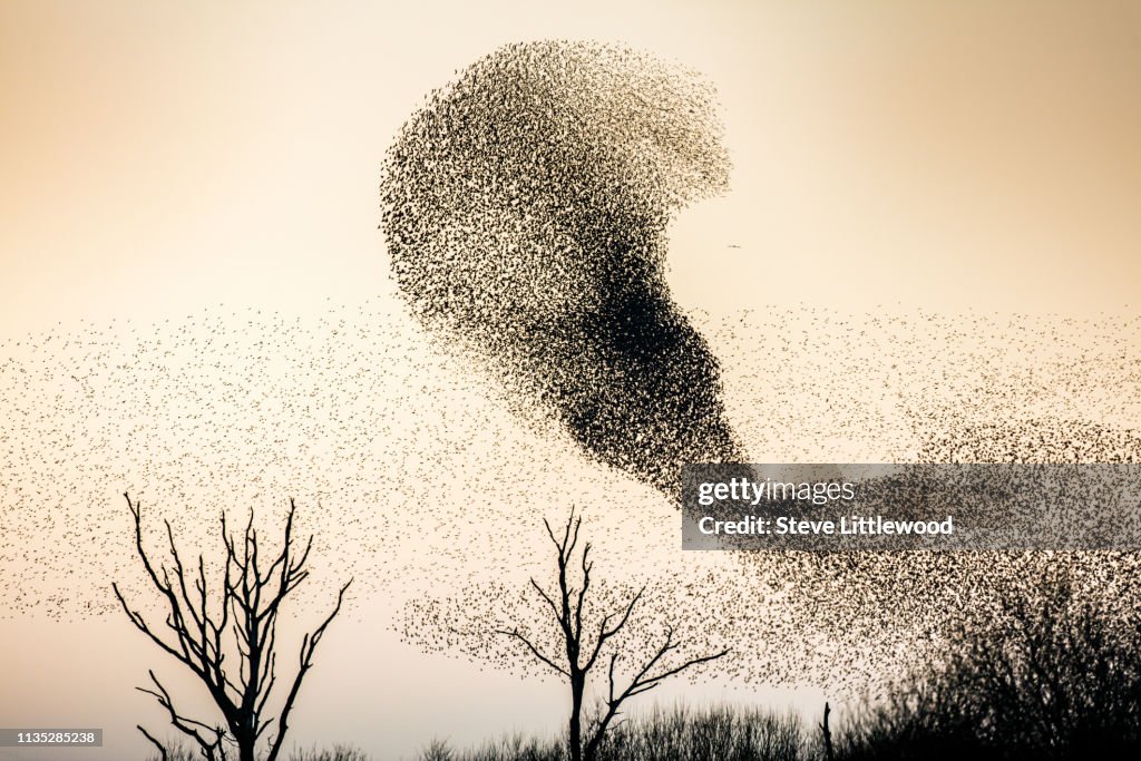Flocks (murmurations) Of Starlings; (Species: Sturnus vulgaris; Family: Sturnidae; Order: Passeriformes).