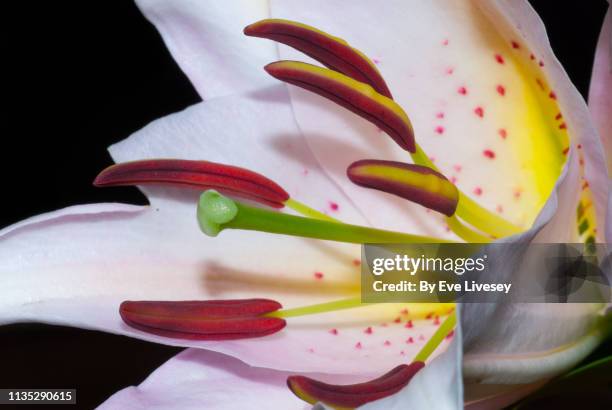 pink stargazer lily flower - stamen fotografías e imágenes de stock