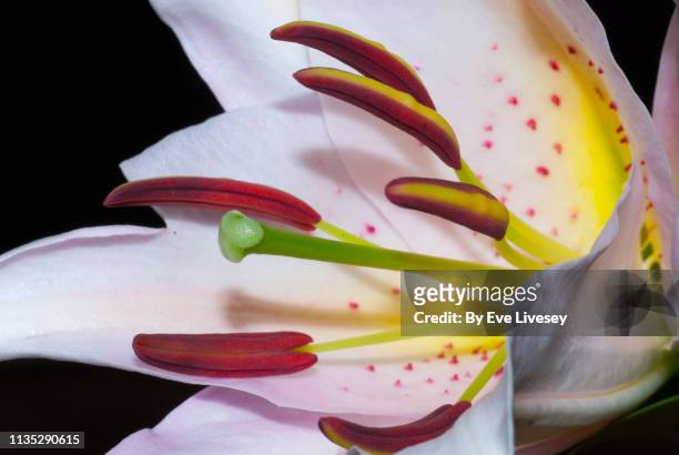 pink stargazer lily flower - estigma imagens e fotografias de stock
