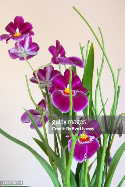 miltonia pansy orchid flowers - fuchsia orchids stock pictures, royalty-free photos & images