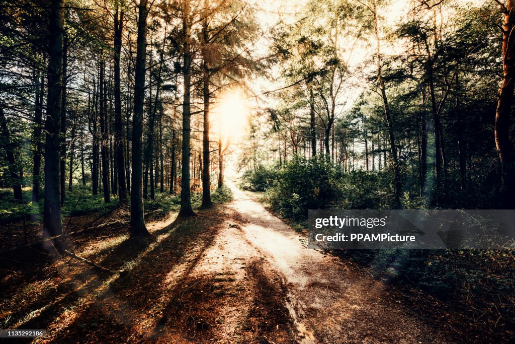Evening in the Forest