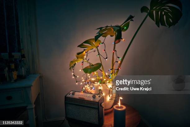 cheese plant - silly christmas lights stock-fotos und bilder