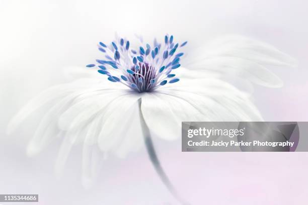 close-up, creative image of the beautiful spring flowering, anemone blanda white flower also known as the winter windflower - bukettanemon bildbanksfoton och bilder