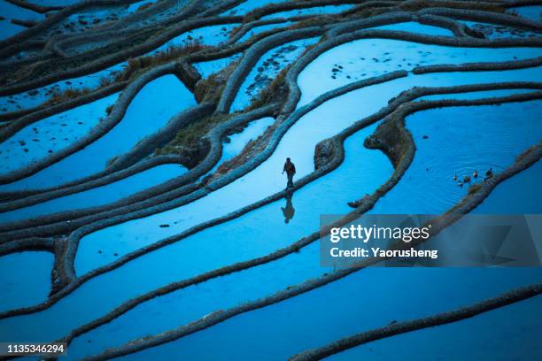 one male tourist visiting the yuanyang rice terrace,yuannan,china - rice paddy fotografías e imágenes de stock