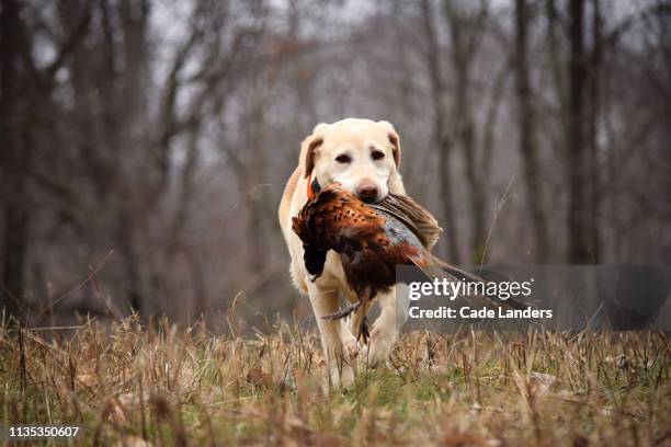 labrador retriever hunting pheasant - pheasant stock pictures, royalty-free photos & images
