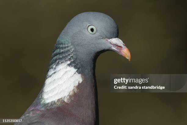 a head shot of a pretty woodpidgeon, columba palumbus. - columbidae stock pictures, royalty-free photos & images