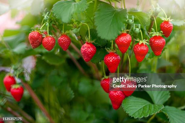 close-up image of the vibrant red coloured strawberries growing in the summer sunshine - strawberry stock pictures, royalty-free photos & images