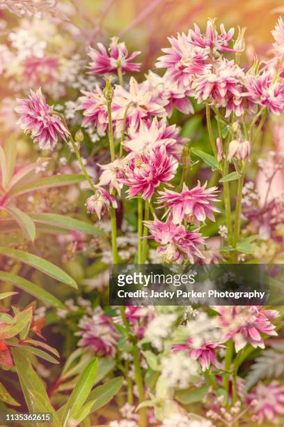 close-up image of the beautiful spring flowering aquilegia flowers also known as columbine or granny's bonnet flowers in vintage tones - columbine flower stock-fotos und bilder