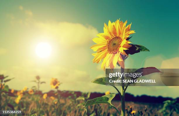 sunflowers and sun - sunny field stock pictures, royalty-free photos & images