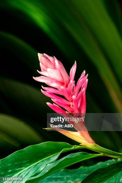 red ginger o alpinia - alpinia zerumbet stock pictures, royalty-free photos & images