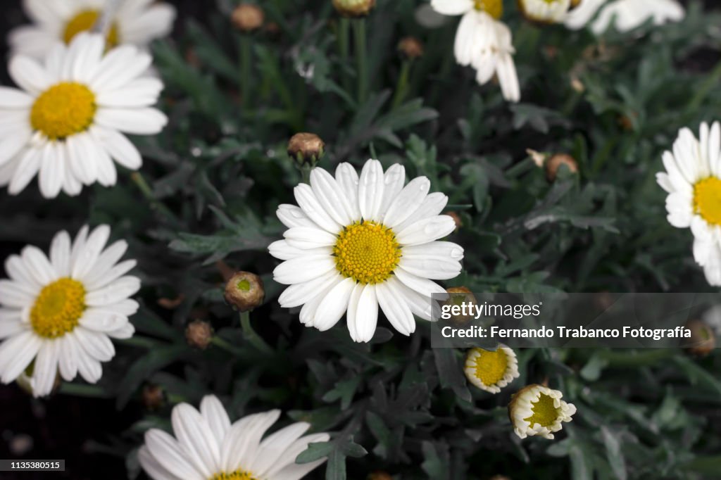 Daisy