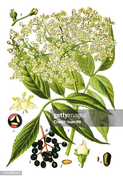 elder, elderberry, black elder, european elder, european elderberry - elderberry stock illustrations