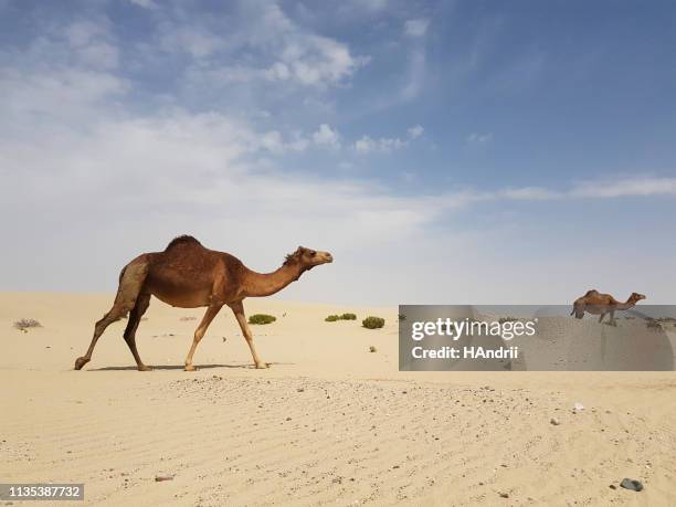 wild camels in the desert . - sahara desert stock pictures, royalty-free photos & images