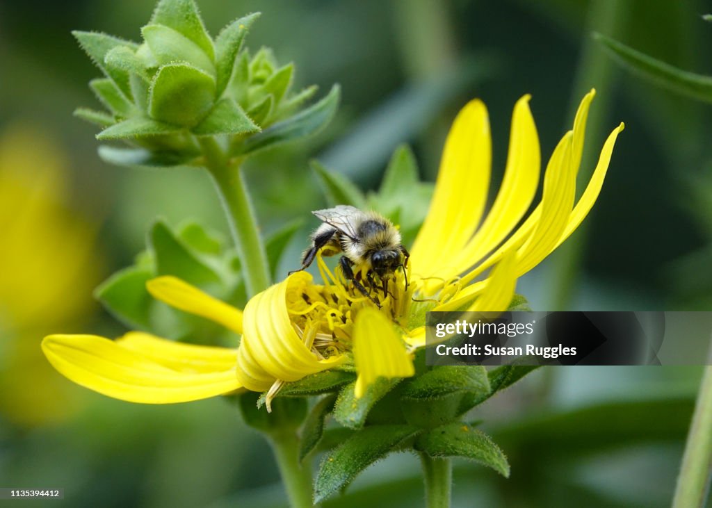 Bee on Yellow Daisy (Heliopsis Helianthoides) Called Smooth Oxeye or False Sunflower