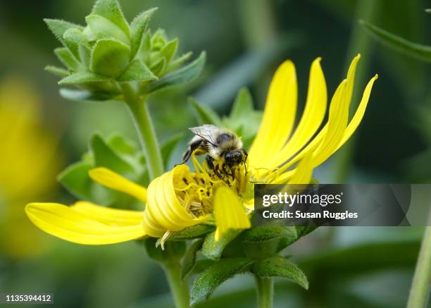 bee on yellow daisy (heliopsis helianthoides) called smooth oxeye or false sunflower - heliopsis helianthoides stock pictures, royalty-free photos & images