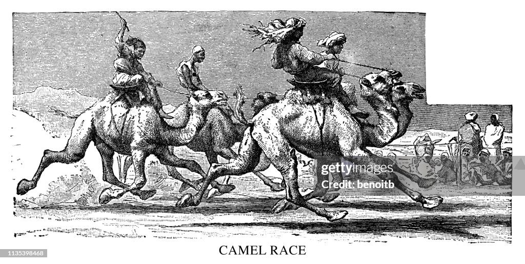 Camel race