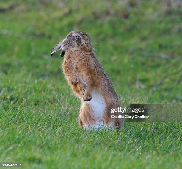 hare [lepus europaeus] - jackrabbit stock pictures, royalty-free photos & images