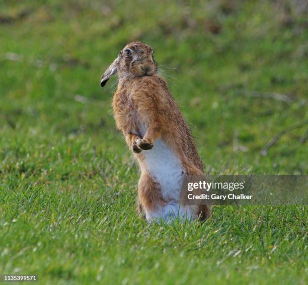 hare [lepus europaeus] - jackrabbit stock pictures, royalty-free photos & images