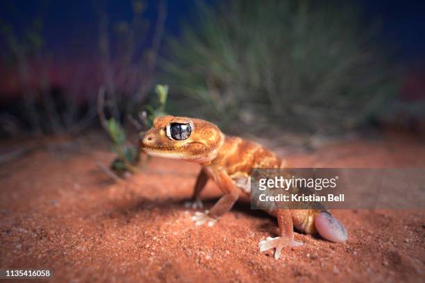 wild smooth knob-tailed gecko (nephrurus levis) with regenerated tail with spinifex and mallee background - geco foto e immagini stock