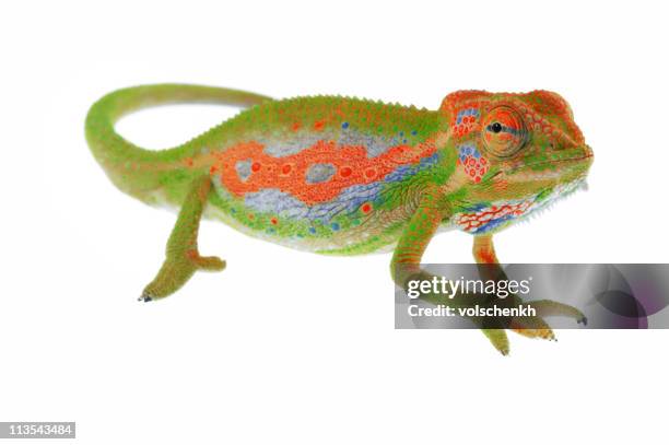 chameleon on white - cameleon stockfoto's en -beelden