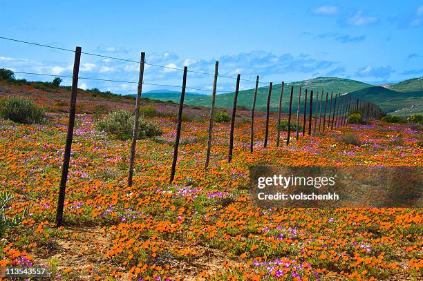 namaqualand blumen, südafrika - namaqualand stock-fotos und bilder