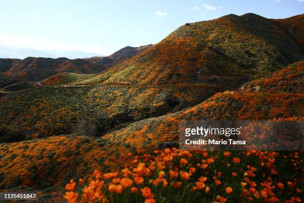Super bloom’ of wild poppies blankets the hills of Walker Canyon on March 12, 2019 near Lake Elsinore, California. Heavier than normal winter rains...