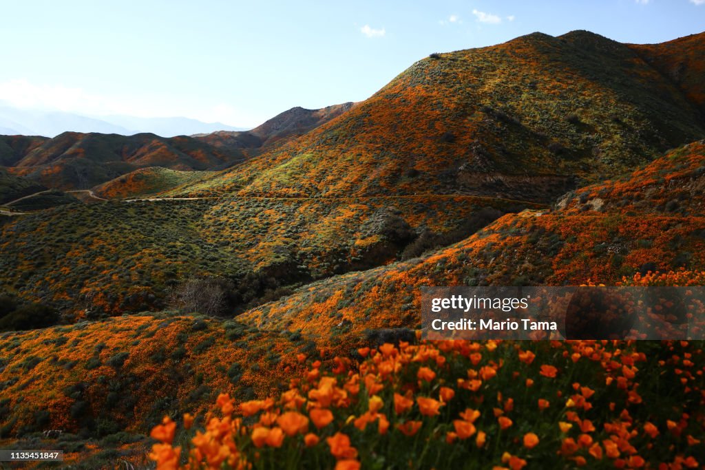 Wet Winter Weather Brings 'Super Bloom' Of Wildflowers To California