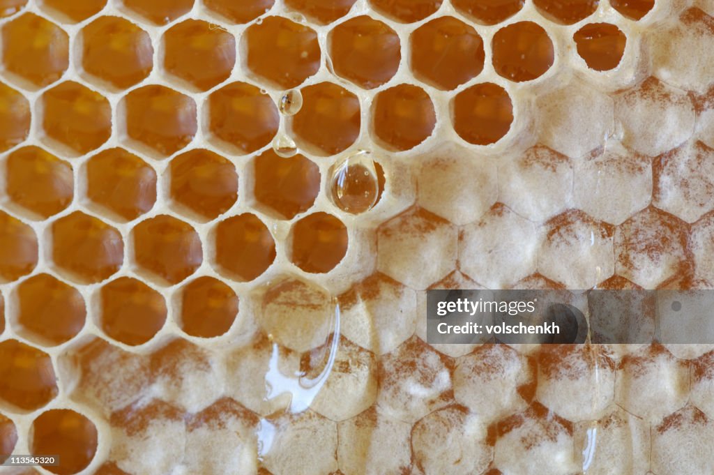 Hexágono Em natureza