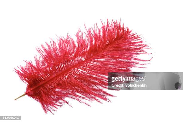 red feather - feather boa stock pictures, royalty-free photos & images