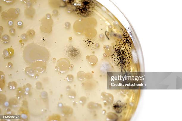 microorganisms on a plate - yeast laboratory stockfoto's en -beelden