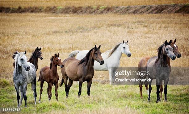 arabian horses - arabian horses stock pictures, royalty-free photos & images