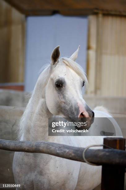 enclosed arabian stallion - arabische volbloed stockfoto's en -beelden