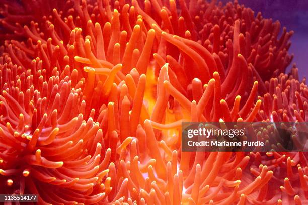 vibrant sea anemone - coral cnidario fotografías e imágenes de stock