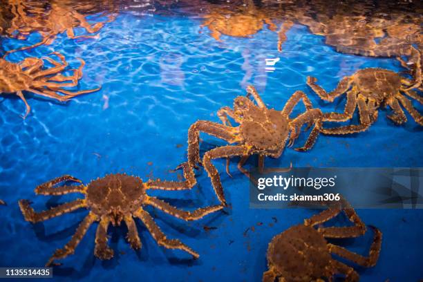 hokkaido king crab in fresh market hakodate hokkaido japan 2019 - alaskan king crab foto e immagini stock