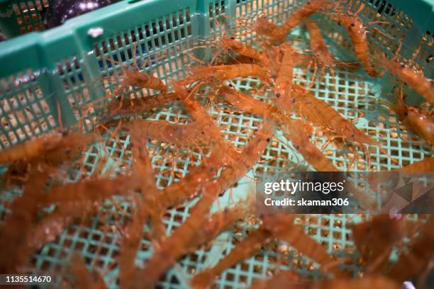 hokkaido king crab in fresh market hakodate hokkaido japan 2019 - alaskan king crab foto e immagini stock