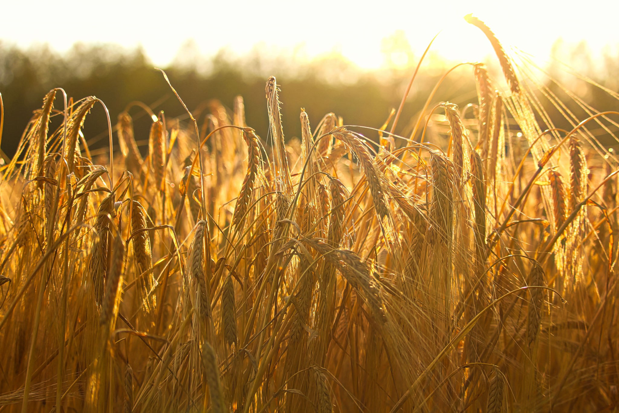 hay field