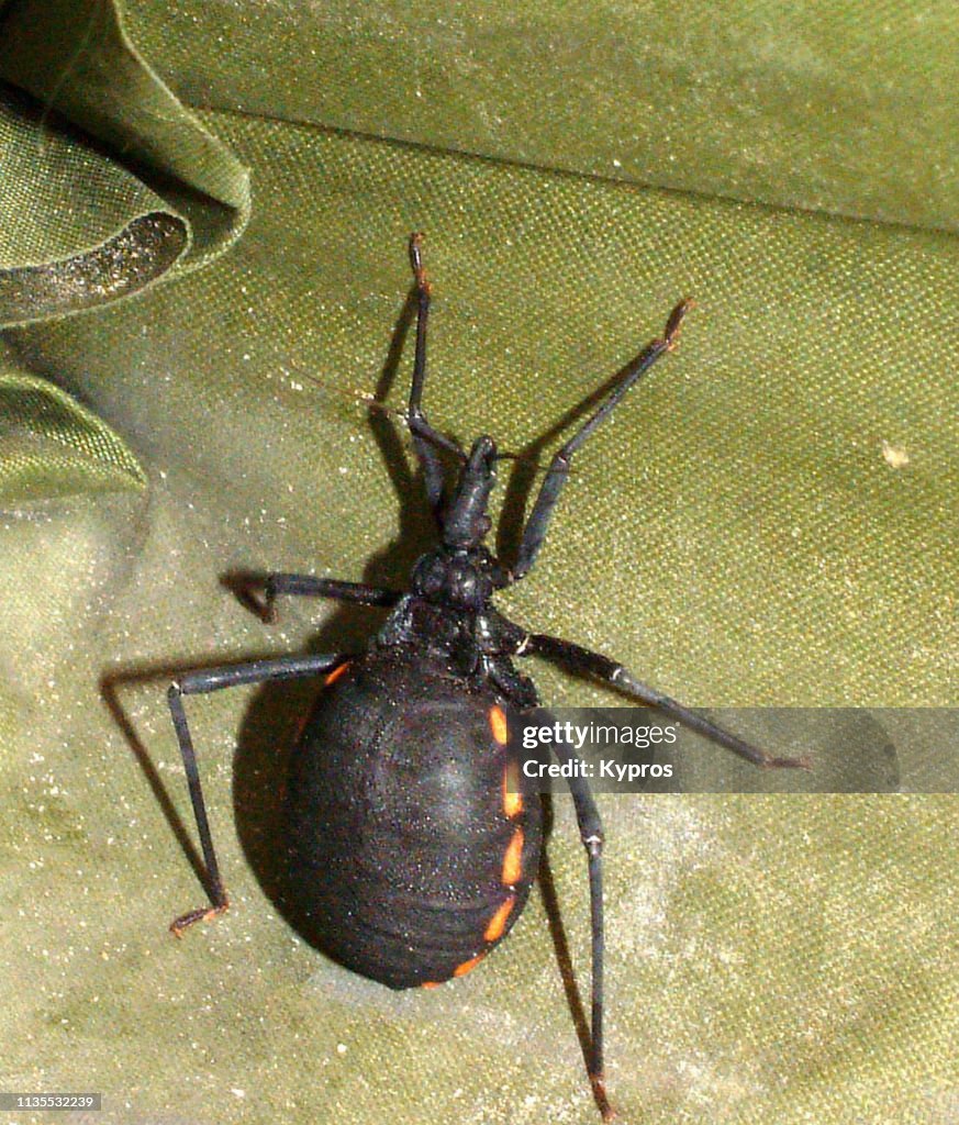 North America, Mexico, Baja Peninsula: Close Up View of Large Blood Sucking Tick Found Inside Roof Tent.