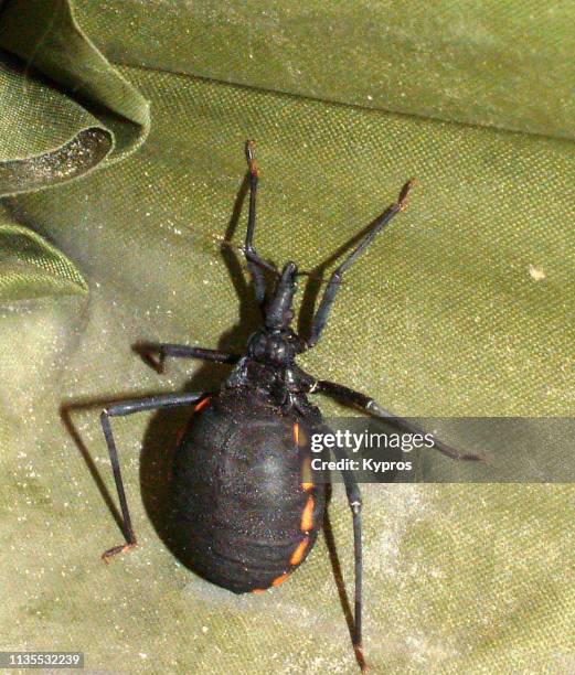 north america, mexico, baja peninsula: close up view of large blood sucking tick found inside roof tent. - tularemia stock pictures, royalty-free photos & images