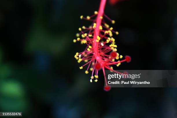 the pistil of a red hibiscus - pistill bildbanksfoton och bilder